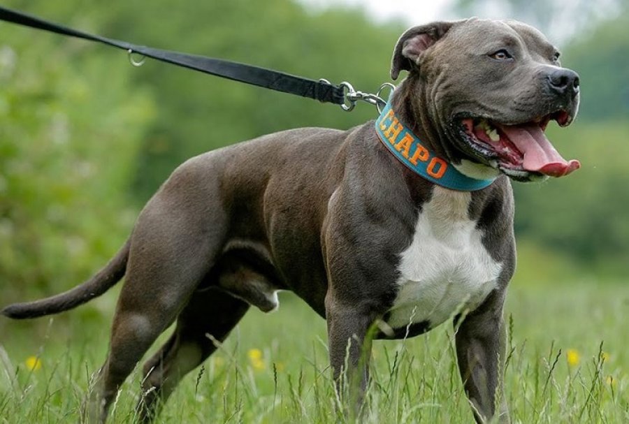 E rëndë në Gjermani! 4-vjeçarja humb jetën pas sulmit nga një pitbull